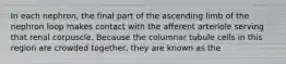 In each nephron, the final part of the ascending limb of the nephron loop makes contact with the afferent arteriole serving that renal corpuscle. Because the columnar tubule cells in this region are crowded together, they are known as the