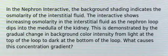 In the Nephron Interactive, the background shading indicates the osmolarity of the interstitial fluid. The interactive shows increasing osmolarity in the interstitial fluid as the nephron loop dips into the medulla of the kidney. This is demonstrated by the gradual change in background color intensity from light at the top of the loop to dark at the bottom of the loop. What causes this concentration gradient?