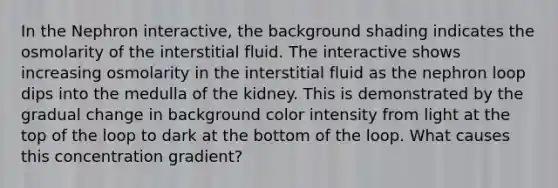 In the Nephron interactive, the background shading indicates the osmolarity of the interstitial fluid. The interactive shows increasing osmolarity in the interstitial fluid as the nephron loop dips into the medulla of the kidney. This is demonstrated by the gradual change in background color intensity from light at the top of the loop to dark at the bottom of the loop. What causes this concentration gradient?