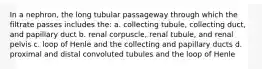 In a nephron, the long tubular passageway through which the filtrate passes includes the: a. collecting tubule, collecting duct, and papillary duct b. renal corpuscle, renal tubule, and renal pelvis c. loop of Henle and the collecting and papillary ducts d. proximal and distal convoluted tubules and the loop of Henle