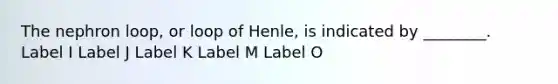 The nephron loop, or loop of Henle, is indicated by ________. Label I Label J Label K Label M Label O