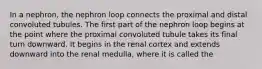 In a nephron, the nephron loop connects the proximal and distal convoluted tubules. The first part of the nephron loop begins at the point where the proximal convoluted tubule takes its final turn downward. It begins in the renal cortex and extends downward into the renal medulla, where it is called the