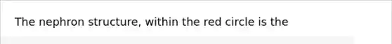 The nephron structure, within the red circle is the