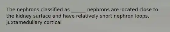 The nephrons classified as ______ nephrons are located close to the kidney surface and have relatively short nephron loops. juxtamedullary cortical