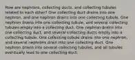 How are nephrons, collecting ducts, and collecting tubules related to each other? One collecting duct drains into one nephron, and one nephron drains into one collecting tubule. One nephron drains into one collecting tubule, and several collecting tubules empty into a collecting duct. One nephron drains into one collecting duct, and several collecting ducts empty into a collecting tubule. One collecting tubule drains into one nephron, and several nephrons drain into one collecting duct. One nephron drains into several collecting tubules, and all tubules eventually lead to one collecting duct.