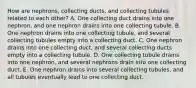 How are nephrons, collecting ducts, and collecting tubules related to each other? A. One collecting duct drains into one nephron, and one nephron drains into one collecting tubule. B. One nephron drains into one collecting tubule, and several collecting tubules empty into a collecting duct. C. One nephron drains into one collecting duct, and several collecting ducts empty into a collecting tubule. D. One collecting tubule drains into one nephron, and several nephrons drain into one collecting duct. E. One nephron drains into several collecting tubules, and all tubules eventually lead to one collecting duct.