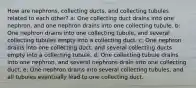 How are nephrons, collecting ducts, and collecting tubules related to each other? a: One collecting duct drains into one nephron, and one nephron drains into one collecting tubule. b: One nephron drains into one collecting tubule, and several collecting tubules empty into a collecting duct. c: One nephron drains into one collecting duct, and several collecting ducts empty into a collecting tubule. d: One collecting tubule drains into one nephron, and several nephrons drain into one collecting duct. e: One nephron drains into several collecting tubules, and all tubules eventually lead to one collecting duct.