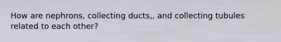 How are nephrons, collecting ducts,, and collecting tubules related to each other?