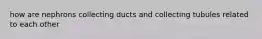 how are nephrons collecting ducts and collecting tubules related to each other