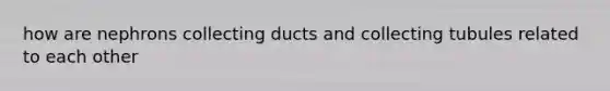 how are nephrons collecting ducts and collecting tubules related to each other