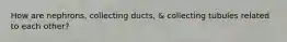 How are nephrons, collecting ducts, & collecting tubules related to each other?