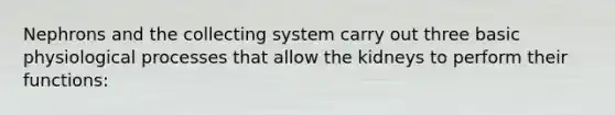 Nephrons and the collecting system carry out three basic physiological processes that allow the kidneys to perform their functions: