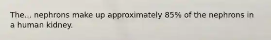 The... nephrons make up approximately 85% of the nephrons in a human kidney.