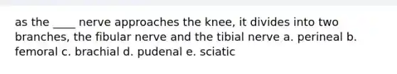 as the ____ nerve approaches the knee, it divides into two branches, the fibular nerve and the tibial nerve a. perineal b. femoral c. brachial d. pudenal e. sciatic