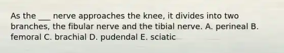 As the ___ nerve approaches the knee, it divides into two branches, the fibular nerve and the tibial nerve. A. perineal B. femoral C. brachial D. pudendal E. sciatic