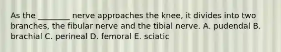 As the ________ nerve approaches the knee, it divides into two branches, the fibular nerve and the tibial nerve. A. pudendal B. brachial C. perineal D. femoral E. sciatic