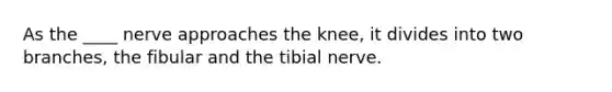 As the ____ nerve approaches the knee, it divides into two branches, the fibular and the tibial nerve.