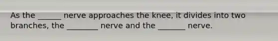 As the ______ nerve approaches the knee, it divides into two branches, the ________ nerve and the _______ nerve.