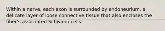 Within a nerve, each axon is surrounded by endoneurium, a delicate layer of loose connective tissue that also encloses the fiber's associated Schwann cells.