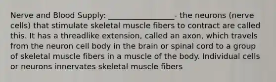 Nerve and Blood Supply: _________________- the neurons (nerve cells) that stimulate skeletal muscle fibers to contract are called this. It has a threadlike extension, called an axon, which travels from the neuron cell body in the brain or spinal cord to a group of skeletal muscle fibers in a muscle of the body. Individual cells or neurons innervates skeletal muscle fibers