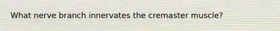 What nerve branch innervates the cremaster muscle?