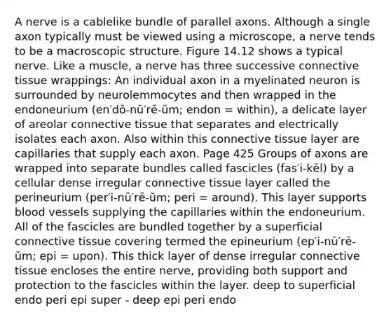 A nerve is a cablelike bundle of parallel axons. Although a single axon typically must be viewed using a microscope, a nerve tends to be a macroscopic structure. Figure 14.12 shows a typical nerve. Like a muscle, a nerve has three successive connective tissue wrappings: An individual axon in a myelinated neuron is surrounded by neurolemmocytes and then wrapped in the endoneurium (en′dō-nū′rē-ŭm; endon = within), a delicate layer of areolar connective tissue that separates and electrically isolates each axon. Also within this connective tissue layer are capillaries that supply each axon. Page 425 Groups of axons are wrapped into separate bundles called fascicles (fas′i-kĕl) by a cellular dense irregular connective tissue layer called the perineurium (per′i-nū′rē-ŭm; peri = around). This layer supports blood vessels supplying the capillaries within the endoneurium. All of the fascicles are bundled together by a superficial connective tissue covering termed the epineurium (ep′i-nū′rē-ŭm; epi = upon). This thick layer of dense irregular connective tissue encloses the entire nerve, providing both support and protection to the fascicles within the layer. deep to superficial endo peri epi super - deep epi peri endo