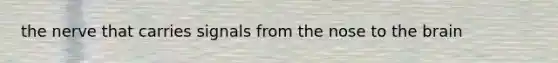 the nerve that carries signals from the nose to the brain