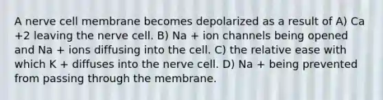 A nerve cell membrane becomes depolarized as a result of A) Ca +2 leaving the nerve cell. B) Na + ion channels being opened and Na + ions diffusing into the cell. C) the relative ease with which K + diffuses into the nerve cell. D) Na + being prevented from passing through the membrane.