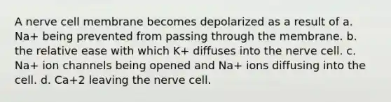 A nerve cell membrane becomes depolarized as a result of a. Na+ being prevented from passing through the membrane. b. the relative ease with which K+ diffuses into the nerve cell. c. Na+ ion channels being opened and Na+ ions diffusing into the cell. d. Ca+2 leaving the nerve cell.