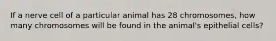 If a nerve cell of a particular animal has 28 chromosomes, how many chromosomes will be found in the animal's epithelial cells?