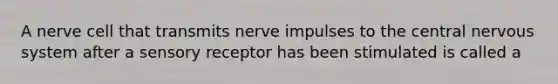 A nerve cell that transmits nerve impulses to the central nervous system after a sensory receptor has been stimulated is called a