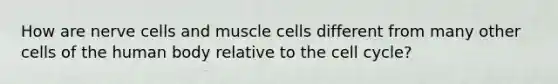 How are nerve cells and muscle cells different from many other cells of the human body relative to the cell cycle?