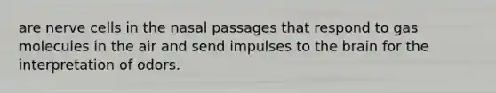 are nerve cells in the nasal passages that respond to gas molecules in the air and send impulses to the brain for the interpretation of odors.