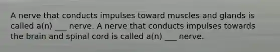A nerve that conducts impulses toward muscles and glands is called a(n) ___ nerve. A nerve that conducts impulses towards <a href='https://www.questionai.com/knowledge/kLMtJeqKp6-the-brain' class='anchor-knowledge'>the brain</a> and spinal cord is called a(n) ___ nerve.