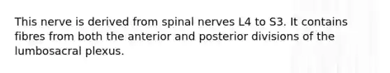 This nerve is derived from spinal nerves L4 to S3. It contains fibres from both the anterior and posterior divisions of the lumbosacral plexus.