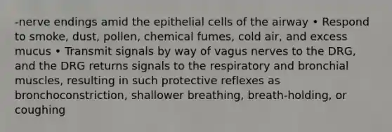 -nerve endings amid the epithelial cells of the airway • Respond to smoke, dust, pollen, chemical fumes, cold air, and excess mucus • Transmit signals by way of vagus nerves to the DRG, and the DRG returns signals to the respiratory and bronchial muscles, resulting in such protective reflexes as bronchoconstriction, shallower breathing, breath-holding, or coughing