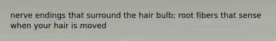 nerve endings that surround the hair bulb; root fibers that sense when your hair is moved