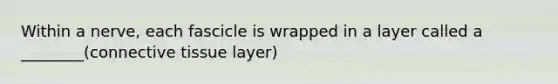 Within a nerve, each fascicle is wrapped in a layer called a ________(connective tissue layer)