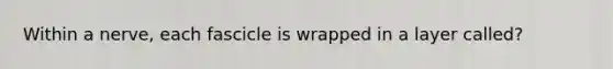 Within a nerve, each fascicle is wrapped in a layer called?