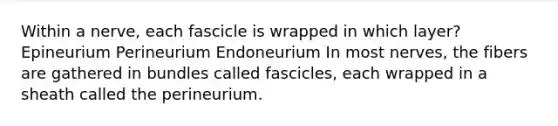 Within a nerve, each fascicle is wrapped in which layer? Epineurium Perineurium Endoneurium In most nerves, the fibers are gathered in bundles called fascicles, each wrapped in a sheath called the perineurium.