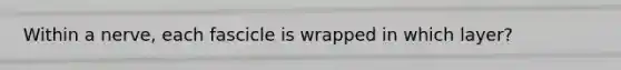 Within a nerve, each fascicle is wrapped in which layer?