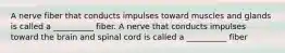 A nerve fiber that conducts impulses toward muscles and glands is called a __________ fiber. A nerve that conducts impulses toward the brain and spinal cord is called a __________ fiber