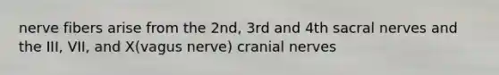 nerve fibers arise from the 2nd, 3rd and 4th sacral nerves and the III, VII, and X(vagus nerve) cranial nerves