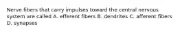 Nerve fibers that carry impulses toward the central nervous system are called A. efferent fibers B. dendrites C. afferent fibers D. synapses