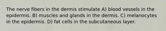 The nerve fibers in <a href='https://www.questionai.com/knowledge/kEsXbG6AwS-the-dermis' class='anchor-knowledge'>the dermis</a> stimulate A) <a href='https://www.questionai.com/knowledge/kZJ3mNKN7P-blood-vessels' class='anchor-knowledge'>blood vessels</a> in <a href='https://www.questionai.com/knowledge/kBFgQMpq6s-the-epidermis' class='anchor-knowledge'>the epidermis</a>. B) muscles and glands in the dermis. C) melanocytes in the epidermis. D) fat cells in the subcutaneous layer.