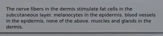 The nerve fibers in <a href='https://www.questionai.com/knowledge/kEsXbG6AwS-the-dermis' class='anchor-knowledge'>the dermis</a> stimulate fat cells in the subcutaneous layer. melanocytes in <a href='https://www.questionai.com/knowledge/kBFgQMpq6s-the-epidermis' class='anchor-knowledge'>the epidermis</a>. blood vessels in the epidermis. none of the above. muscles and glands in the dermis.