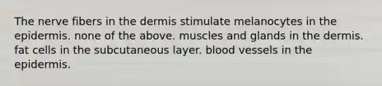 The nerve fibers in <a href='https://www.questionai.com/knowledge/kEsXbG6AwS-the-dermis' class='anchor-knowledge'>the dermis</a> stimulate melanocytes in <a href='https://www.questionai.com/knowledge/kBFgQMpq6s-the-epidermis' class='anchor-knowledge'>the epidermis</a>. none of the above. muscles and glands in the dermis. fat cells in the subcutaneous layer. blood vessels in the epidermis.