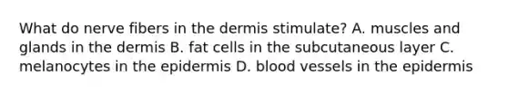 What do nerve fibers in the dermis stimulate? A. muscles and glands in the dermis B. fat cells in the subcutaneous layer C. melanocytes in the epidermis D. blood vessels in the epidermis