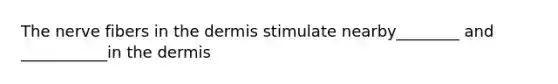 The nerve fibers in the dermis stimulate nearby________ and ___________in the dermis