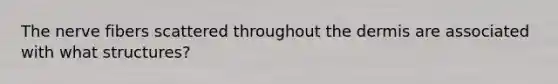 The nerve fibers scattered throughout <a href='https://www.questionai.com/knowledge/kEsXbG6AwS-the-dermis' class='anchor-knowledge'>the dermis</a> are associated with what structures?